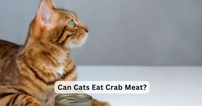 Can Cats Eat Crab Meat