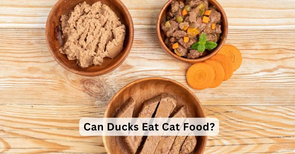 Can Ducks Eat Cat Food