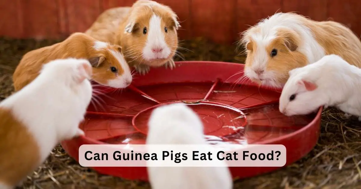 Can Guinea Pigs Eat Cat Food