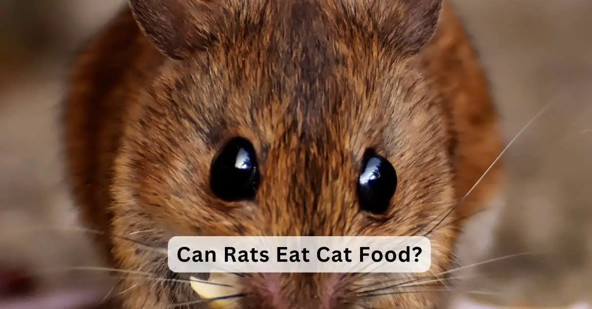 Can Rats Eat Cat Food