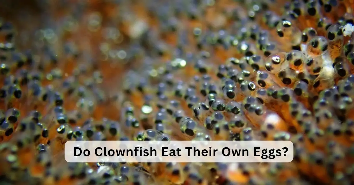 Do Clownfish Eat Their Own Eggs?