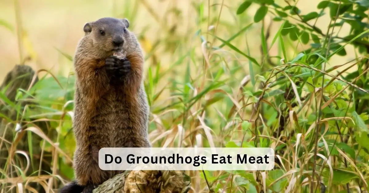 Do Groundhogs Eat Meat