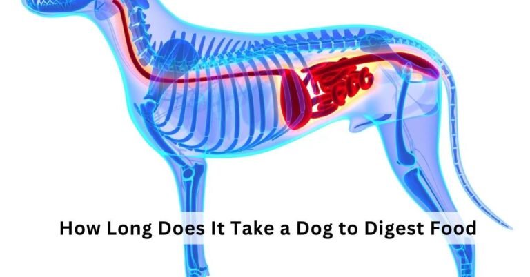 How Long Does It Take a Dog to Digest Food