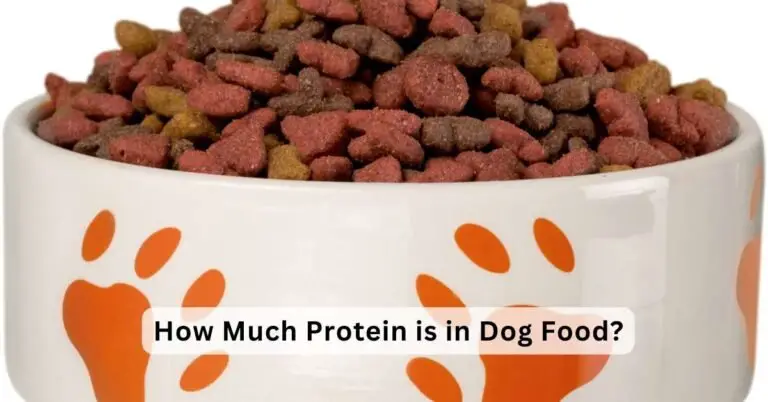 How Much Protein is in Dog Food