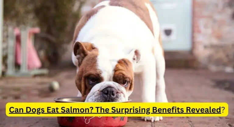 Can Dogs Eat Salmon? The Surprising Benefits Revealed