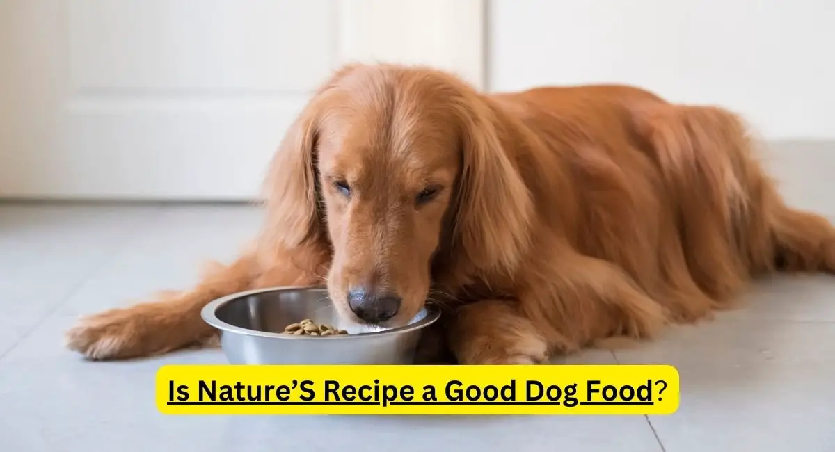 Is Nature’S Recipe a Good Dog Food