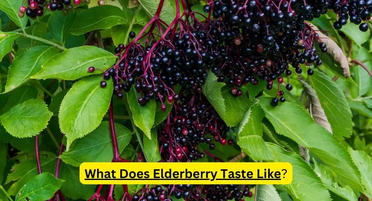 Elderberry Taste